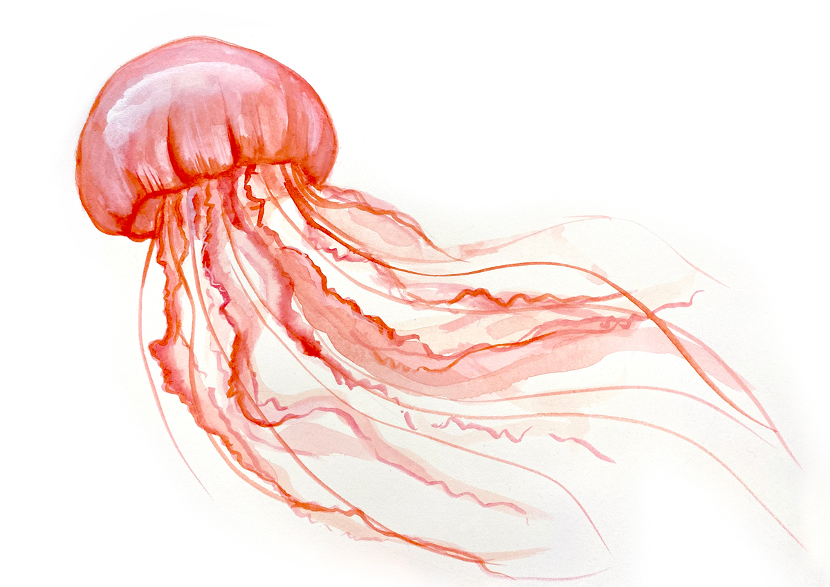 Anitas Jellyfish